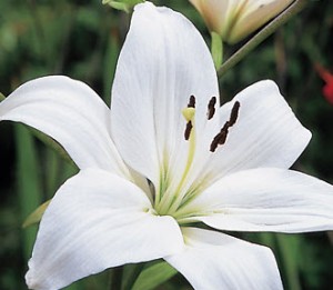 white-lily-growing-near-Chicago